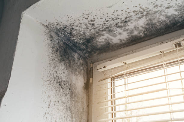 Affordable Mold Cleanup solutions in Newburg, PA